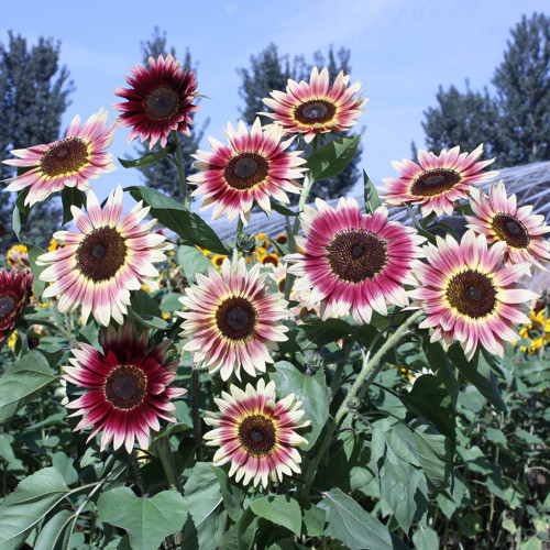 BELLFARM Amaranth Red Light Yellow Sunflowers Seeds Double Flowers