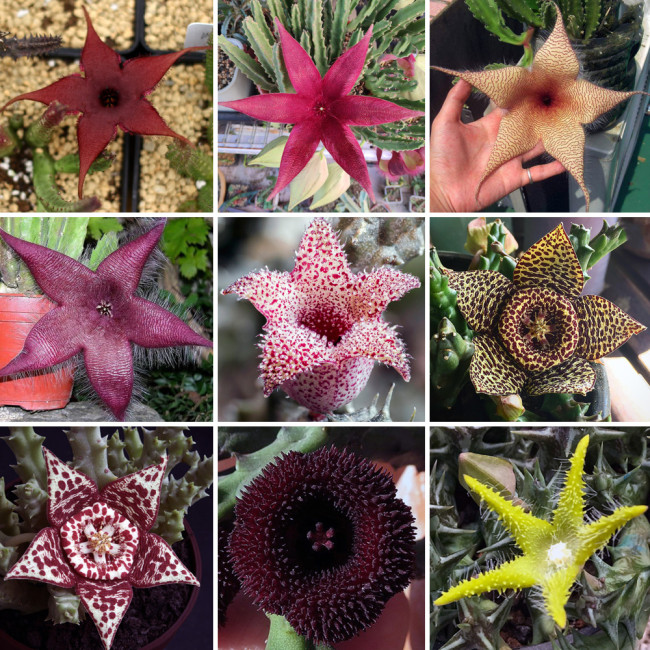BELLFARM Stapelia Pulchella Seeds Mixed 9 Colors Cactus Succulent