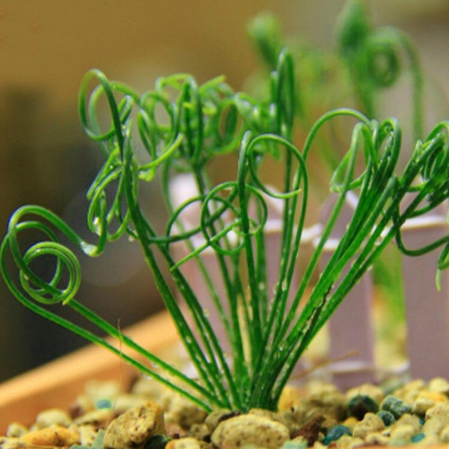 BELLFARM Albuca namaquensis Seeds Evergreen Spiral Grass