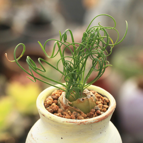 BELLFARM Albuca namaquensis Seeds Evergreen Spiral Grass