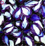 100pcs/bag Colorful hosta seeds DL247C