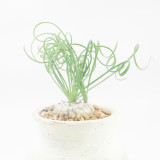 BELLFARM Albuca namaquensis Seeds Evergreen Spiral Grass
