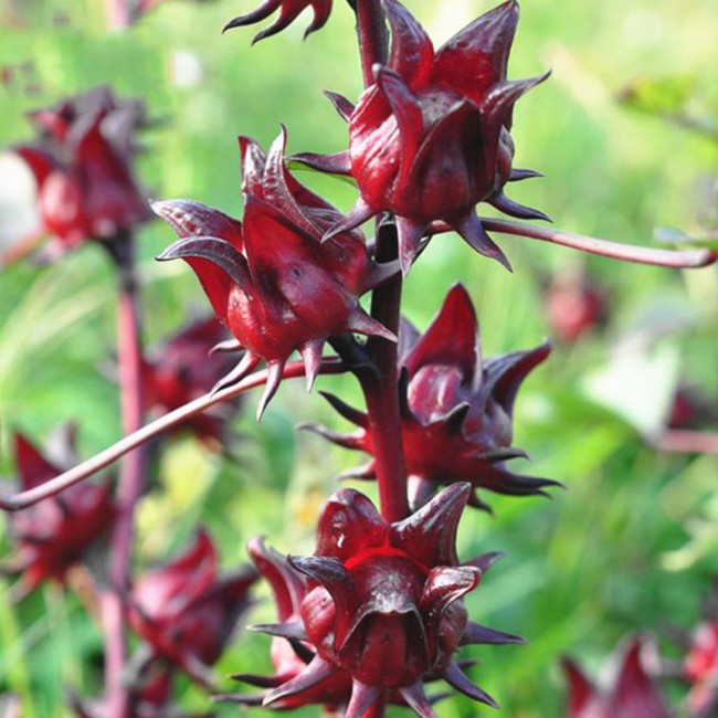 BELLFARM Roselle Ilibiscus Seeds, 100 Seeds/pack, Heirloom Chinese Herb Tea Angle Flower Hibiscus Flowers