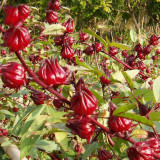 BELLFARM Roselle Ilibiscus Seeds, 100 Seeds/pack, Heirloom Chinese Herb Tea Angle Flower Hibiscus Flowers