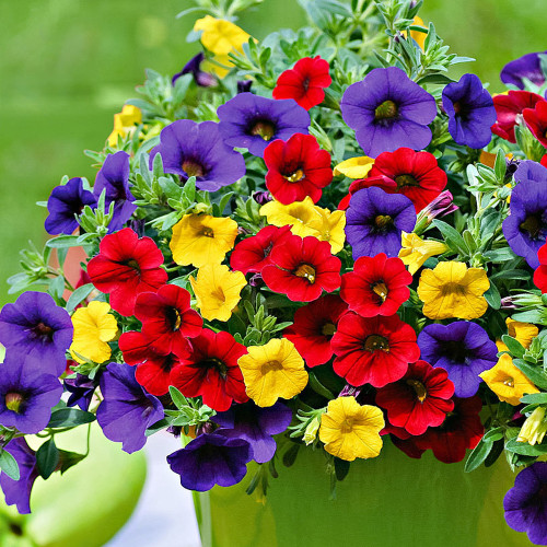 BELLFARM Mix Calibrachoa Garden Petunia Shuttlecock Flower Horn Bonsai Flower Seed Bonsai Seeds for DIY Garden Deco