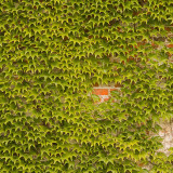BELLFARM Boston Ivy Outdoor Creepers Plant Seeds, 100 Seeds/Pack, Perennial Climbing Ornamental Plants