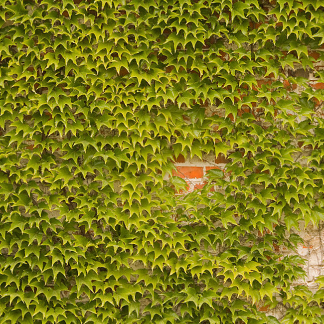 BELLFARM Boston Ivy Outdoor Creepers Plant Seeds, 100 Seeds/Pack, Perennial Climbing Ornamental Plants