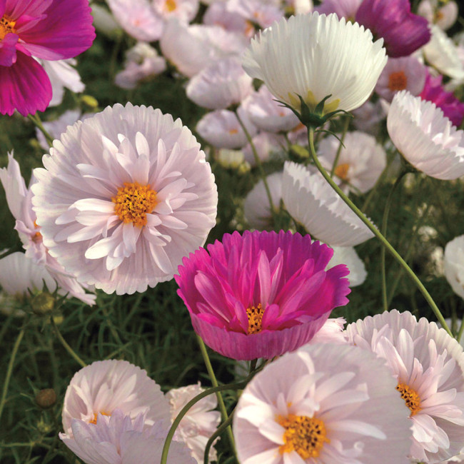 BELLFARM Cupcakes Mix Cosmos Seeds, 30 Seeds/Pack