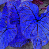 BELLFARM Blue Caladium Dwarf Elephant Ear Ornamental Plant Seeds, 200 Seeds/ Pack