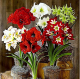 Amaryllis Seeds