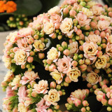 Pink Longevity Flower Seeds, 100 Seeds/Pack, Kalanchoe Flowers