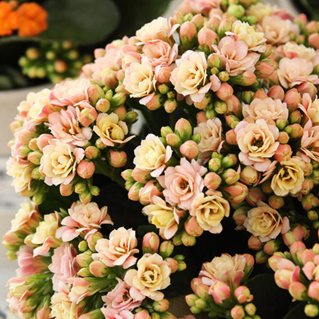 Pink Longevity Flower Seeds, 100 Seeds/Pack, Kalanchoe Flowers