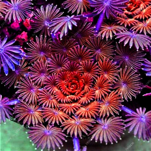 200 pcs Bonsai Oxalis versicolor Flowers Bonsai Flower Seeds, Rare in The World for The Home Garden Flowers Potted Plant