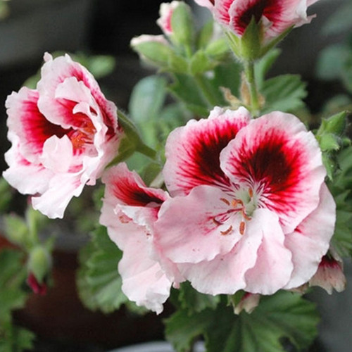 BELLFARM Bi-Colored Red White Univalve Geranium Seeds, 20PCS/Pack, Garden Pelargonium Peltatum Plant