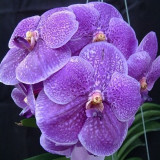 BELLFARM Vanda Seeds, 100 Seeds/Pack