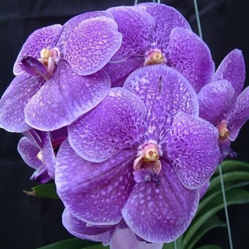 BELLFARM Vanda Seeds, 100 Seeds/Pack