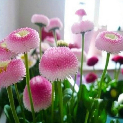 100pcs Strawberry Ice Cream Little Daisy Seeds