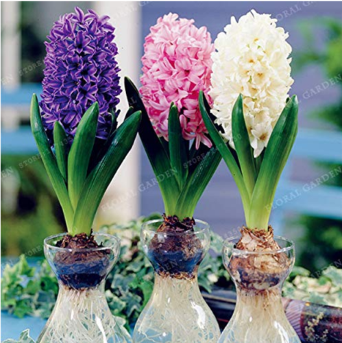 New Hyacinthus Orientalis Bonsai Cheap Hyacinth Seeds Hyacinth Potted Bonsai Balcony Flower Bonsai for Home Garden 50PCS
