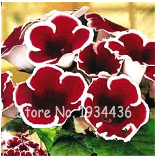 Imported Gloxinia Plant 200 Pcs Perennial Sinningia Gloxinia Home Garden Pot Easy to Grow Rare Bonsai Flower Potted