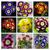 Loss Promotion! Genuine!!! 100 seeds/lot Fresh Rare Primrose Seeds Easy Planting flower semillas