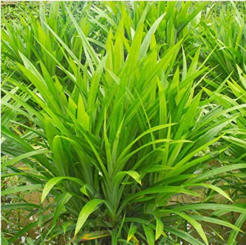 50Pcs/Bag Fragrant Grass Seeds Annual Pandan Flower Potted Seeds Fragrant Spices DIY Home Garden Bonsai Plant Seeds