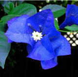 100pcs Mix-color 'Bougainvillea Spectabilis Willd Seeds Bonsai Flower Plant Seeds Flowers Flower Pot Planters