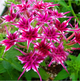 50Pcs/Pack Phlox Flower Seeds Garden Courtyard Bonsai Potted DIY Plants Flower Seeds - (Color: Rose)