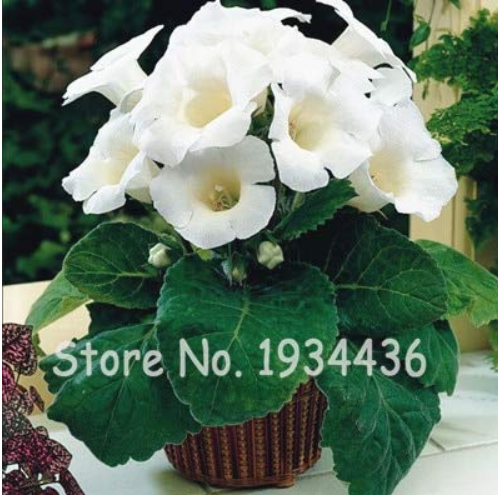 24 Color Imported Gloxinia Plant 200 Pcs Perennial Sinningia Gloxinia Home Garden Pot Easy to Grow Rare Bonsai Flower Potted