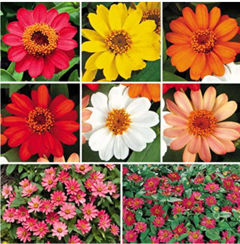 100 pcs Park Seed Profusion Single-Flowered Zinnia Seed Collection