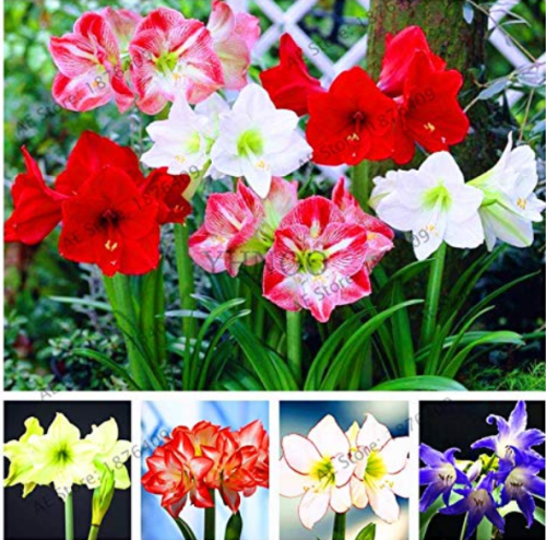 Amaryllis Chinese Bonsai Amarilis Planting 100 Pcs/Pack,Bonsai Plant for Home Courtyard mixed color