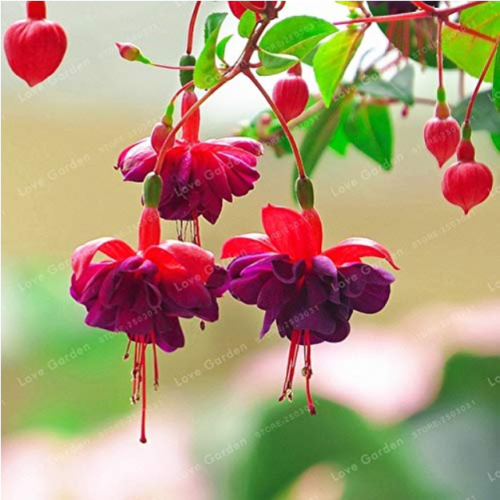 Double Petals Fuchsia Bonsai Potted Flower Bonsai Potted Plants Hanging Fuchsia Flowers 100 Pcs/Bag