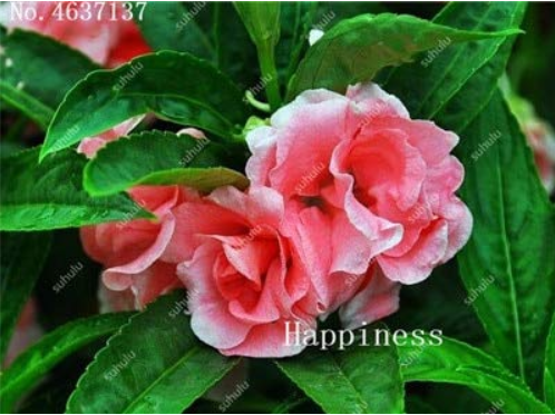 Balsam Flower Bonsai Impatiens Balsamina Bonsai Flower, Toutch-Me-Not Flower for Home Garden Plants 100 Bonsai/Bag