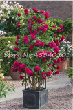 rare Exotic 200 Pcs Lover Multi-Color Climbing Rose Plants,Rainbow Roses Bonsai Flowers Plants Perennial Garden Jardim Plant