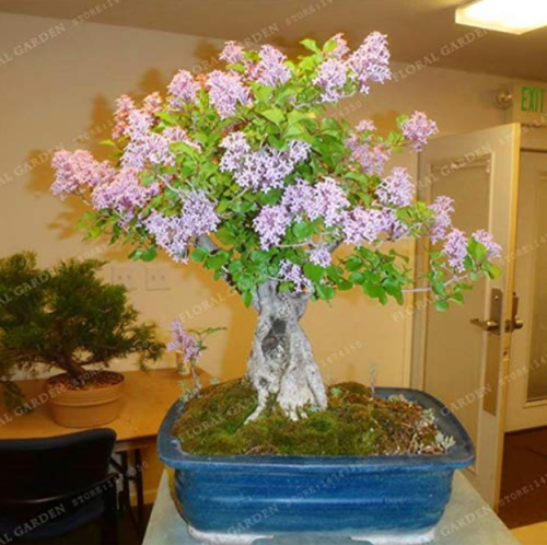 50 Colorful Bonsai Lilac Plant Japanese Lilac (Extremely Fragrant) Clove Flower Bonsai Lilac Trees Outdoor Plant for Home Garden