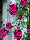 rare Exotic 200 Pcs Lover Multi-Color Climbing Rose Plants,Rainbow Roses Bonsai Flowers Plants Perennial Garden Jardim Plant