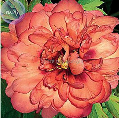 New 'Kopper Kettle' Orange Peony Tree, 5 + Seeds