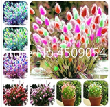 BELLFARM Purple Rare Rabbit's Tail Grass Seeds, 100 Seeds / Pack, Lagurus ovatus Ornamental Grasses