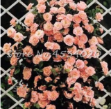 rare Exotic 200 Pcs Lover Multi-Color Climbing Rose Plants,Rainbow Roses Bonsai Flowers Plants Perennial Garden Jardim Plant