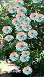 rare Exotic 200 Pcs Lover Multi-Color Climbing Rose Plants,Rainbow Roses Bonsai Flowers Plants Perennial Garden Jardim Plant