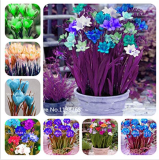 120 pcs Colorful Freesia Seeds True Fragrant Gorgeous Freesia seedsplants Flowers Orchid Freesia Rhizome Bulbous Flowers: Mix