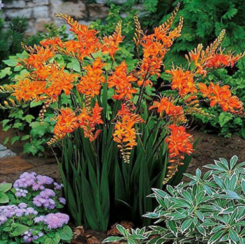 100 Pcs Orange Daffodil Seeds, Garden Narcissus Flower Seeds Rare Bosnai Tazetta Flowers Plants Seed Easy to Grow