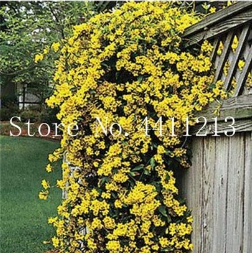 100 pcs Climbing Jasmine Plant Rare Flower Bonsai Perennial Indoor Outdoor Plants Decorative House for Home Garden Planting