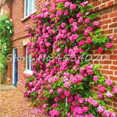 US$ 1.45 - rare Exotic 200 Pcs Lover Multi-Color Climbing Rose Plants ...
