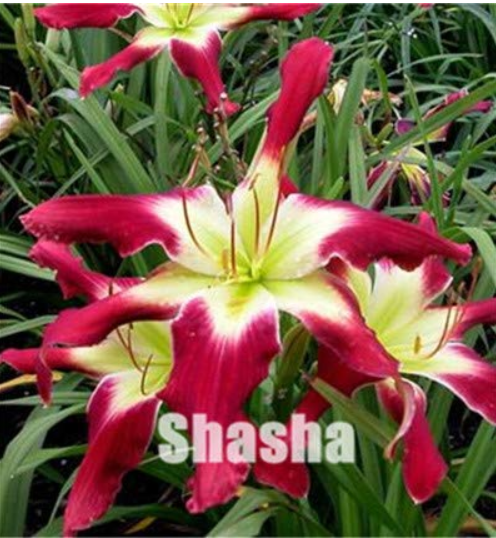 Lily Daylily Bonsai Unique 50 Daylilies -Hemerocallis Fulva Day-Lily