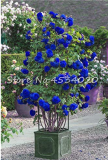 rare Exotic 200 Pcs Lover Multi-Color Climbing Rose Plants,Rainbow Roses Bonsai Flowers Plants Perennial Garden Jardim Plant