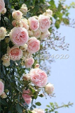 rare Exotic 200 Pcs Lover Multi-Color Climbing Rose Plants,Rainbow Roses Bonsai Flowers Plants Perennial Garden Jardim Plant