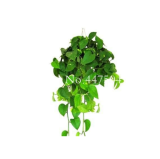 Exotic Climbing Epipremnum Aureum Bonsai,Indoor Office Desk Aquatic Plants Purify Air Absorb Harmful Gases Living Room 100 Pcs