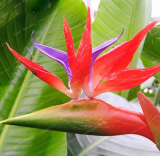 Hot Sell Strelitzia Reginae Bonsai Indoor Potted Plant Flowers Bird of Paradise Bonsai Easy to Grow Flowers Bonsai 50pc