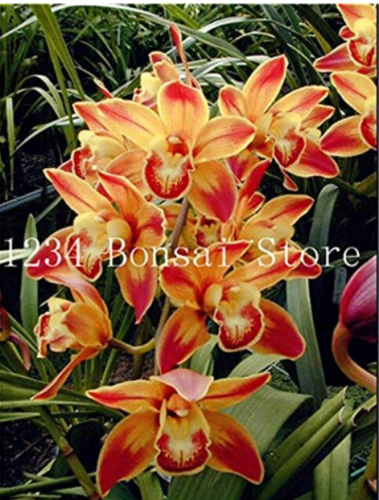 100 pcs Rare Cymbidium Orchid Plant African Cymbidiums Flores,Phalaenopsis Bonsai Flower plantas for Home Garden Potted