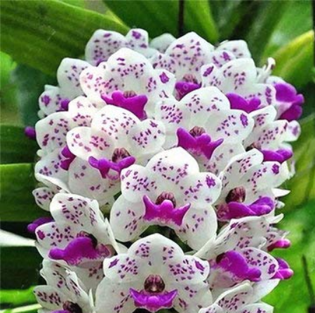 Orchid Seeds 100 pcs